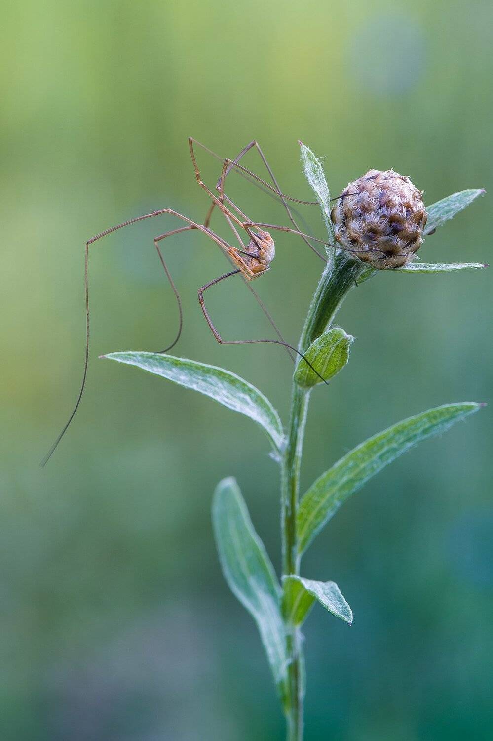 , Кузнецов Дмитрий