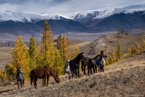 Лошади Курайской степи 2