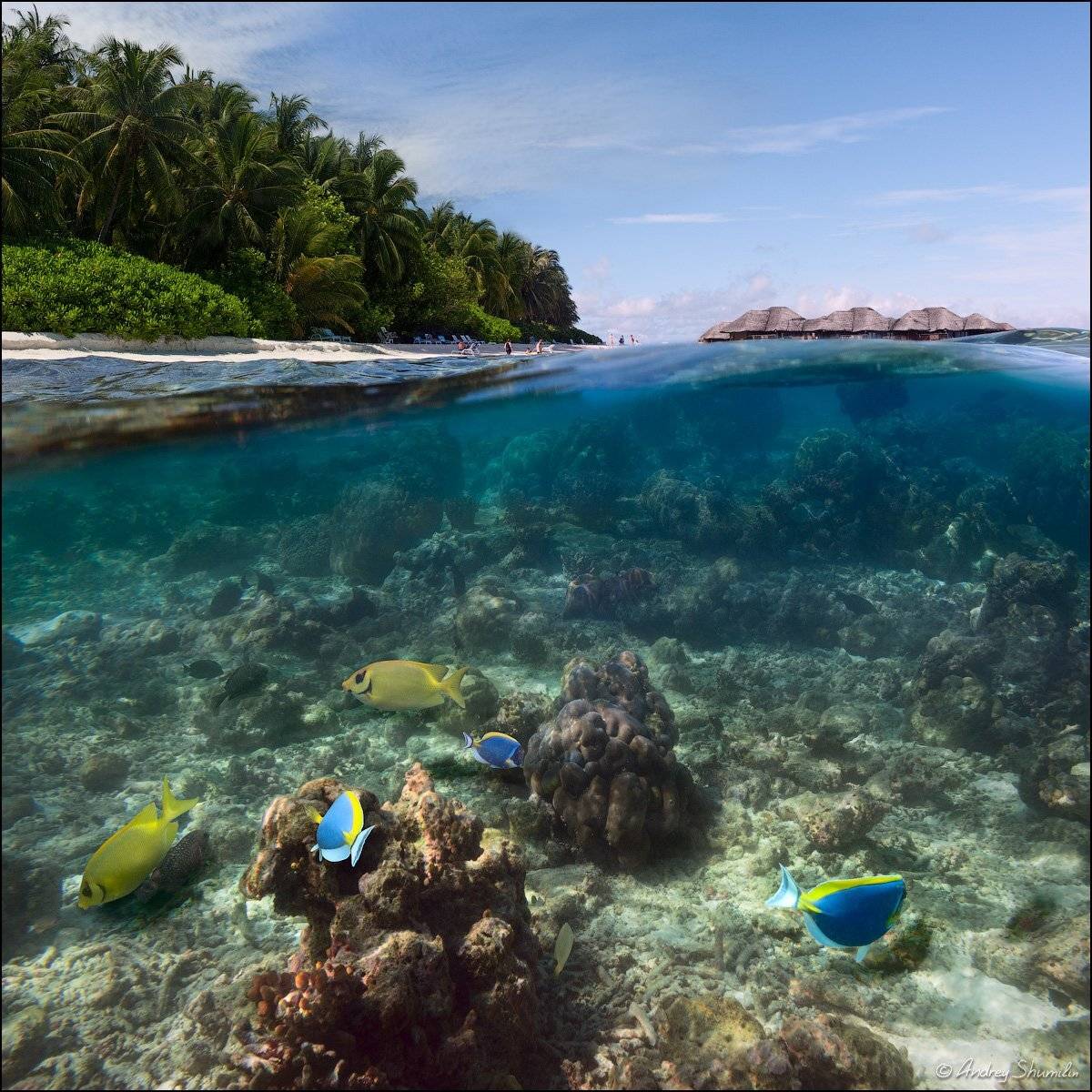 , Андрей Шумилин