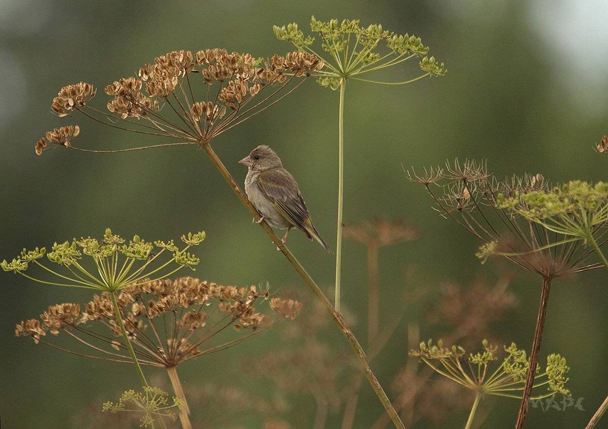 животные птицы лето птица, Шангареев Марс