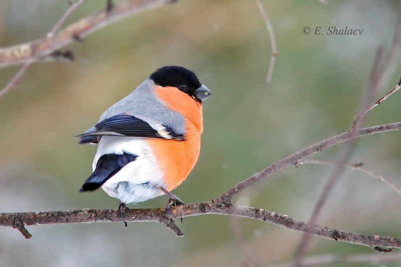 снегирь,pyrrhula pyrrhula,birds,птица,птицы,фотоохота Снегири. фото превью