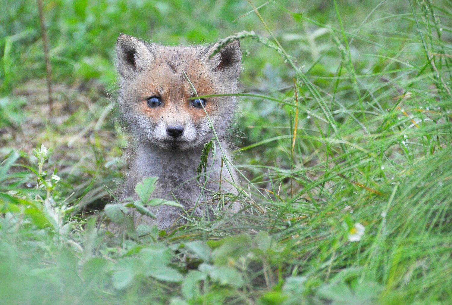 , Макеев Алексей