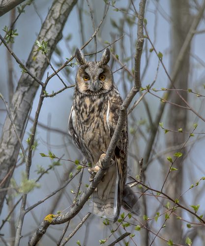 Ушастая сова.