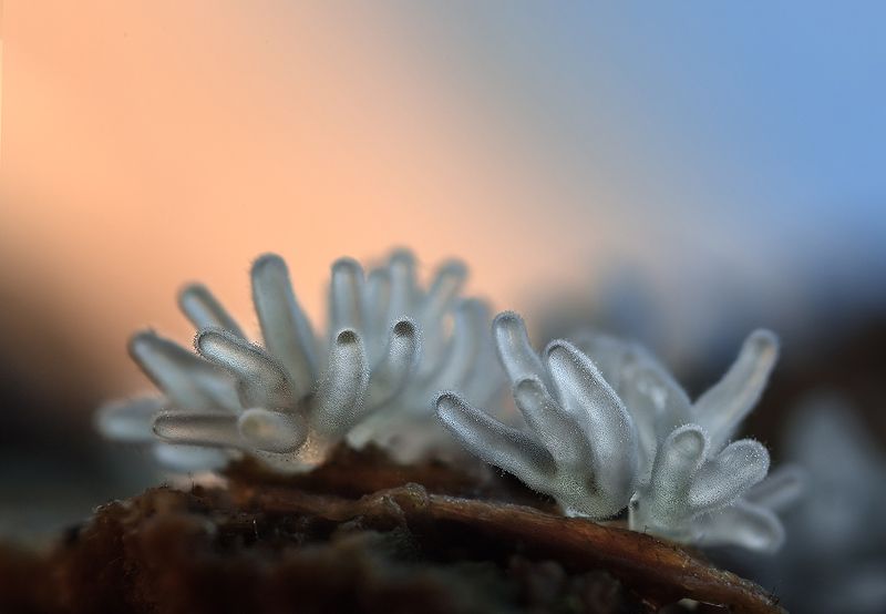 миксомицеты, цератиомикса кустарничковая Щупальца фото превью