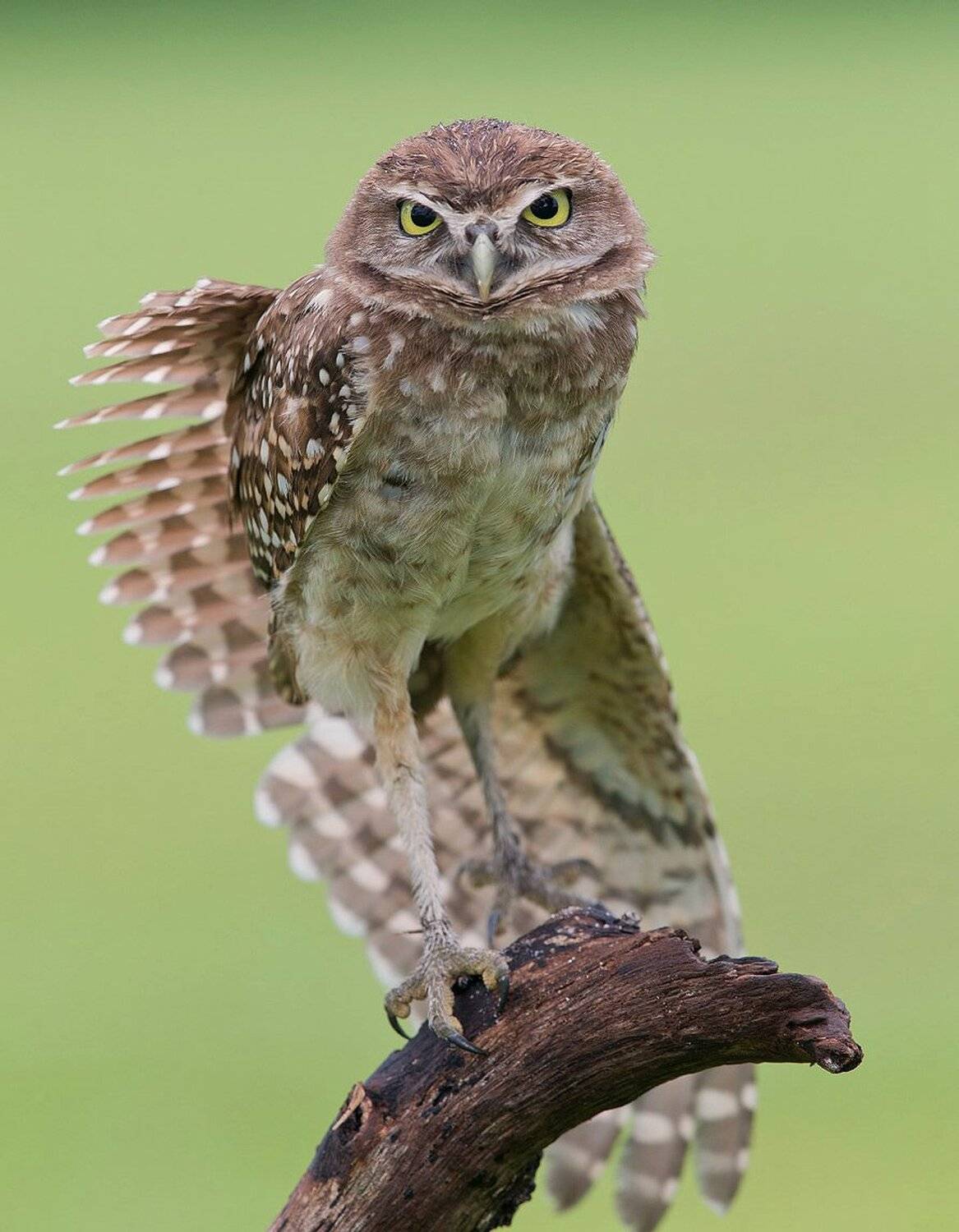 кроличий сыч, florida,burrowing owl, owl, флорида,сыч, Elizabeth Etkind