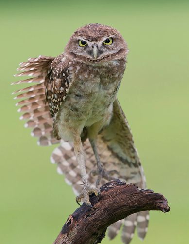 Cыч - Burrowing Owl