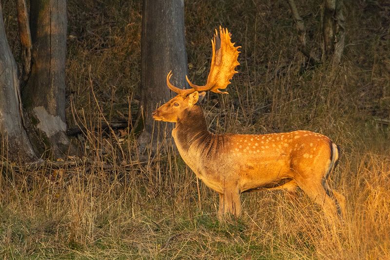 daněk фото превью
