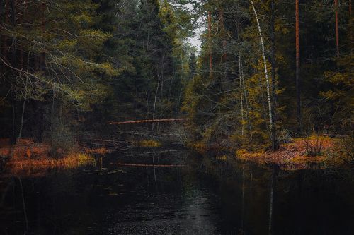 В темном лесу