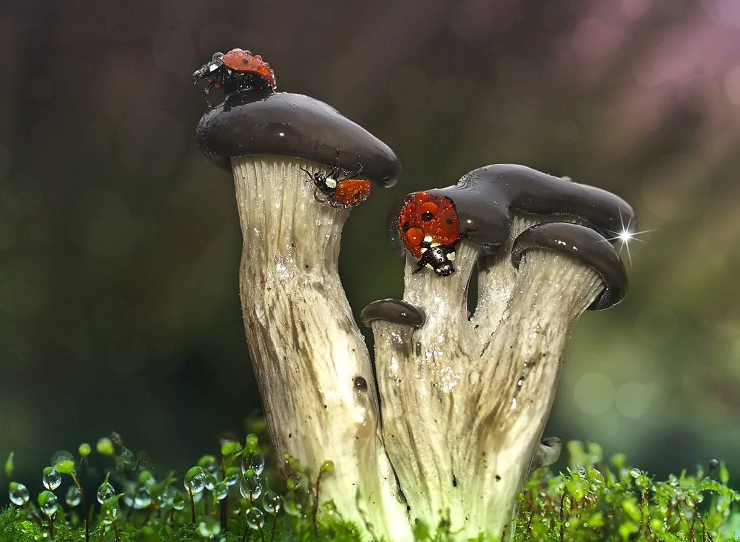 макро,божья коровка,капли, Гарик Соколов