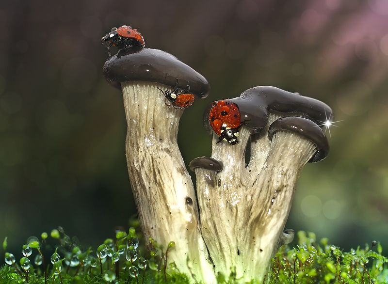 макро,божья коровка,капли Скалолазы фото превью