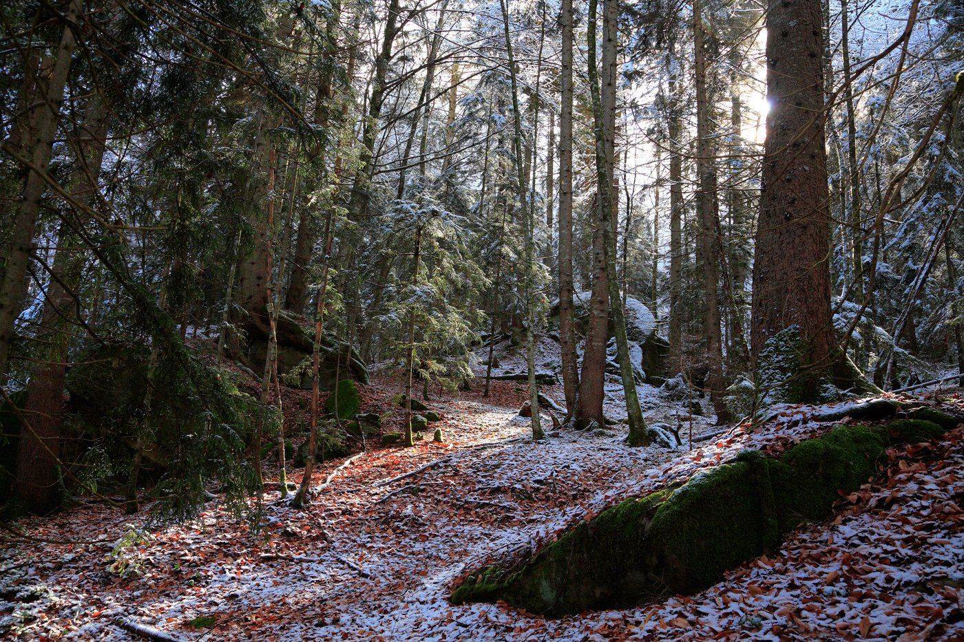 , Евгений Карпенко