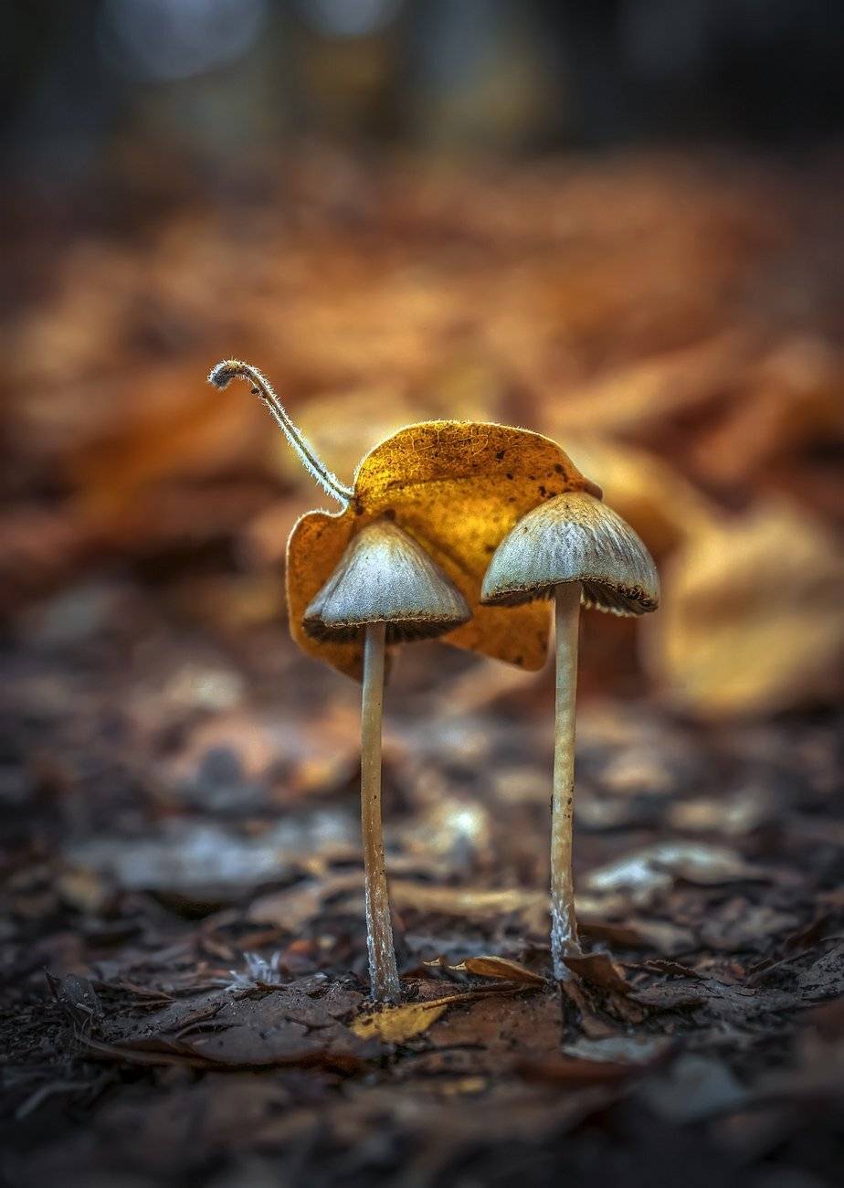 демерджи, макро, грибы, буковая роща, Анатолич