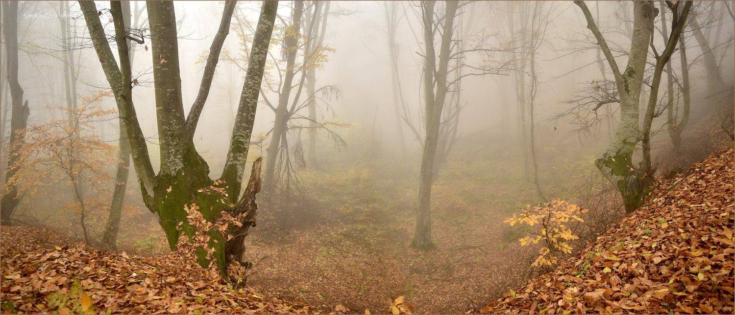 туман, осень, лес, панорама, Шипунова Ирина
