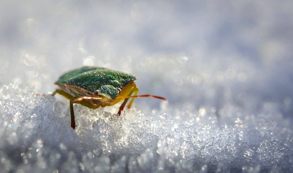 природа, макро, осень, снег, оттепель, насекомое, клоп, Неля Рачкова