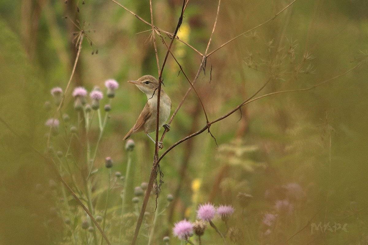 животные птицы лето птица, Шангареев Марс