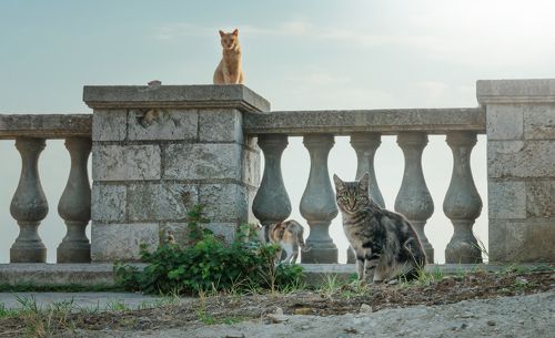 УТРО БОСПОРСКИХ КОТОВ: ПОДМЕНЯЯ ГРИФОНОВ, ПОКА ТЕ НА ОХОТЕ!