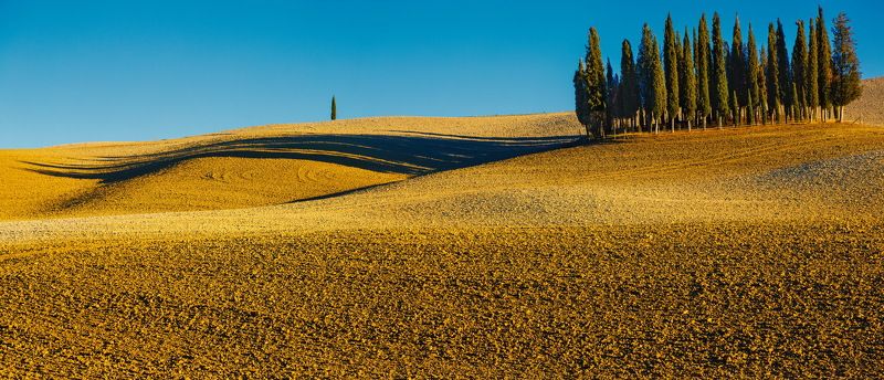 Тоскана Кипарисы Изгой Изгой. фото превью