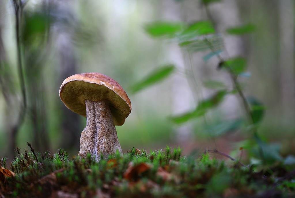 гриб,белый гриб,осень,чаща,листья,ветки,лес,мох,деревья,растения,натура,лето,фон,зеленый,коричневый,красиво,листва,пасмурно., Виктор Шнайдер