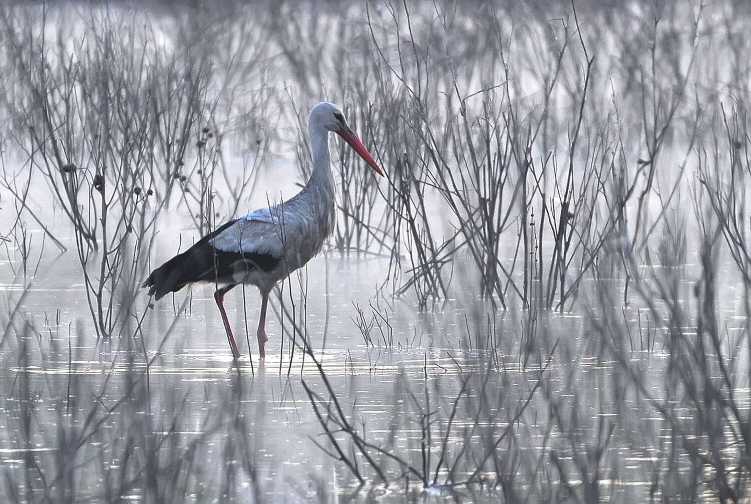 , Макеев Алексей