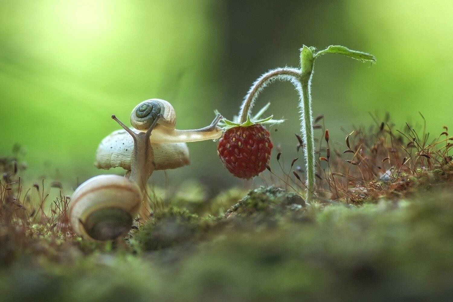 , Макеев Алексей