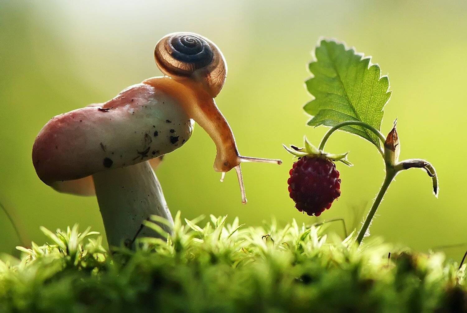 , Макеев Алексей