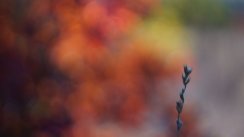 Краски осени фото превью