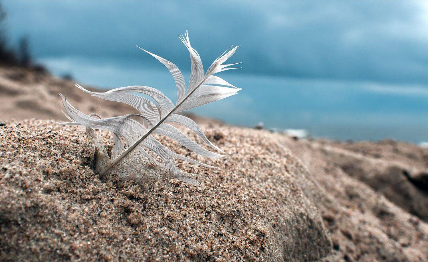 dunes,birds feather,sea, Daiva Cirtautė