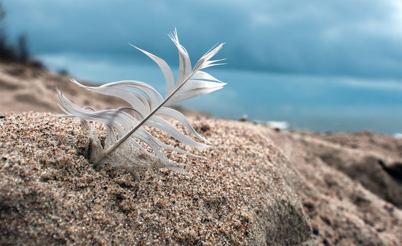 dunes,birds feather,sea the birds flew out ... фото превью