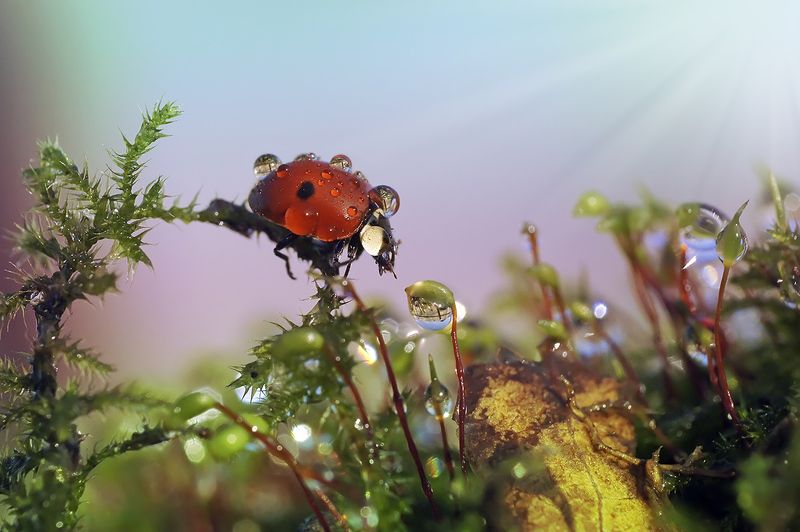 макро,божья коровка,капли Идет бычок качается... фото превью