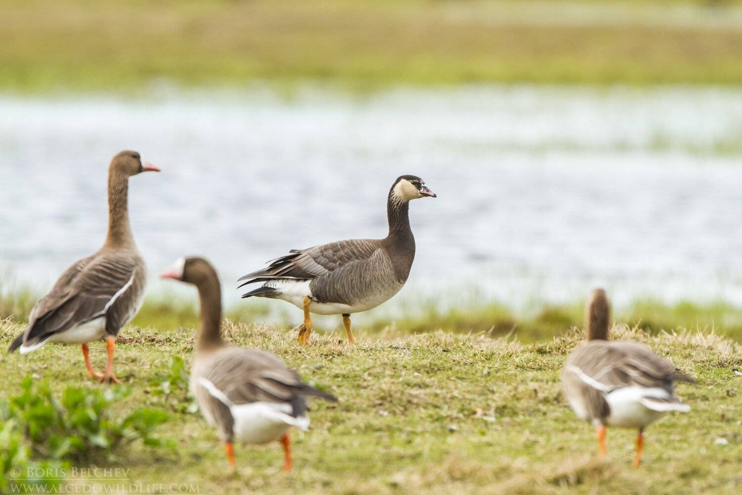 , Борис Белчев