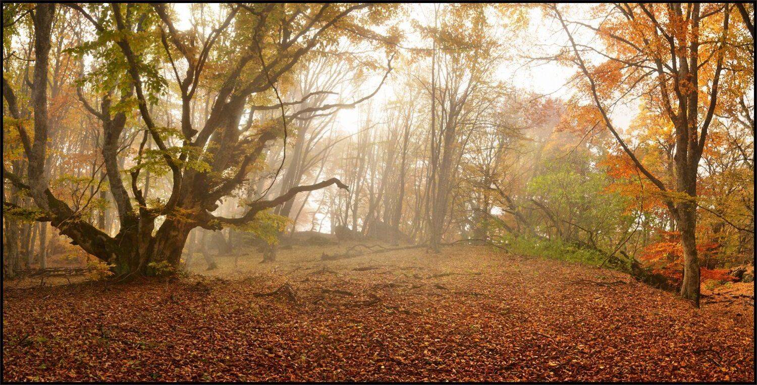 , Владимир Метцгер