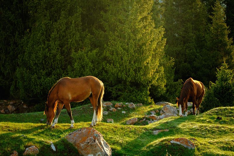 киргизия, азия, пейзаж, природа, весна, горы, ущелье, рассвет, лес, река, путешествие, лошадь, конь Утро фото превью
