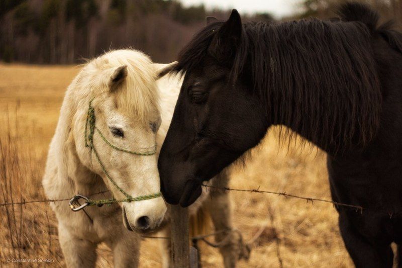 nature За колючей проволокой фото превью