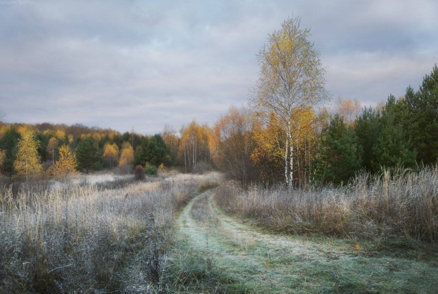 утро, иней, снег, береза, осень, зима, мороз, холод, Максим Сухов