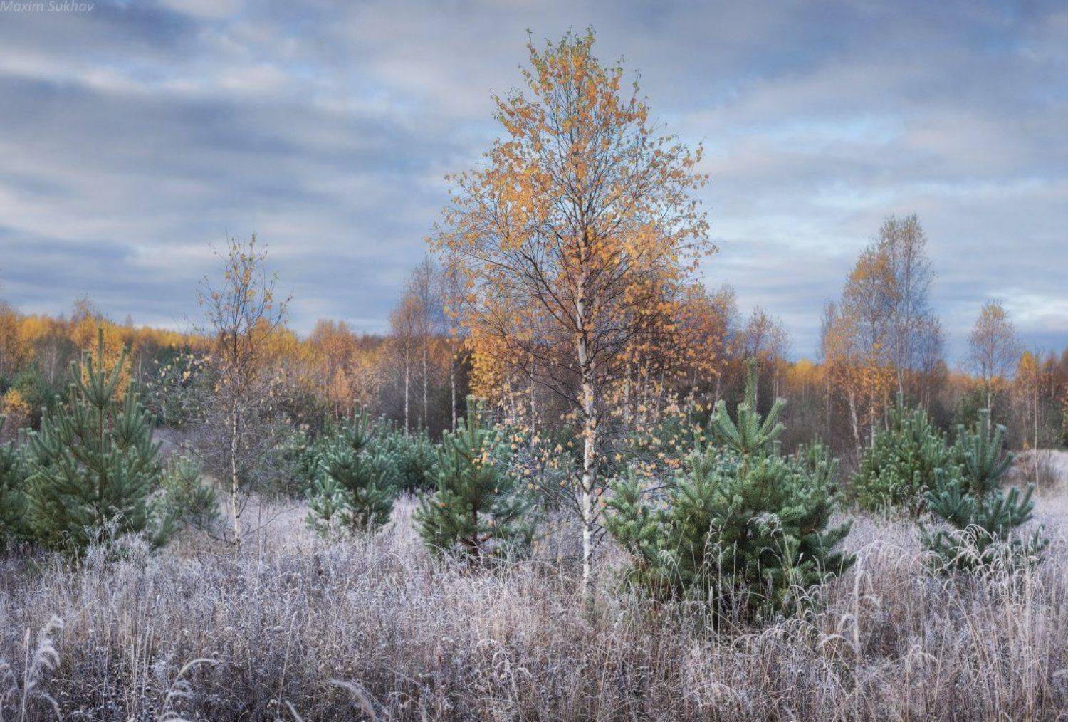 озеро, трава, осень, заморозки, утро, холод, иней, тучи, Максим Сухов