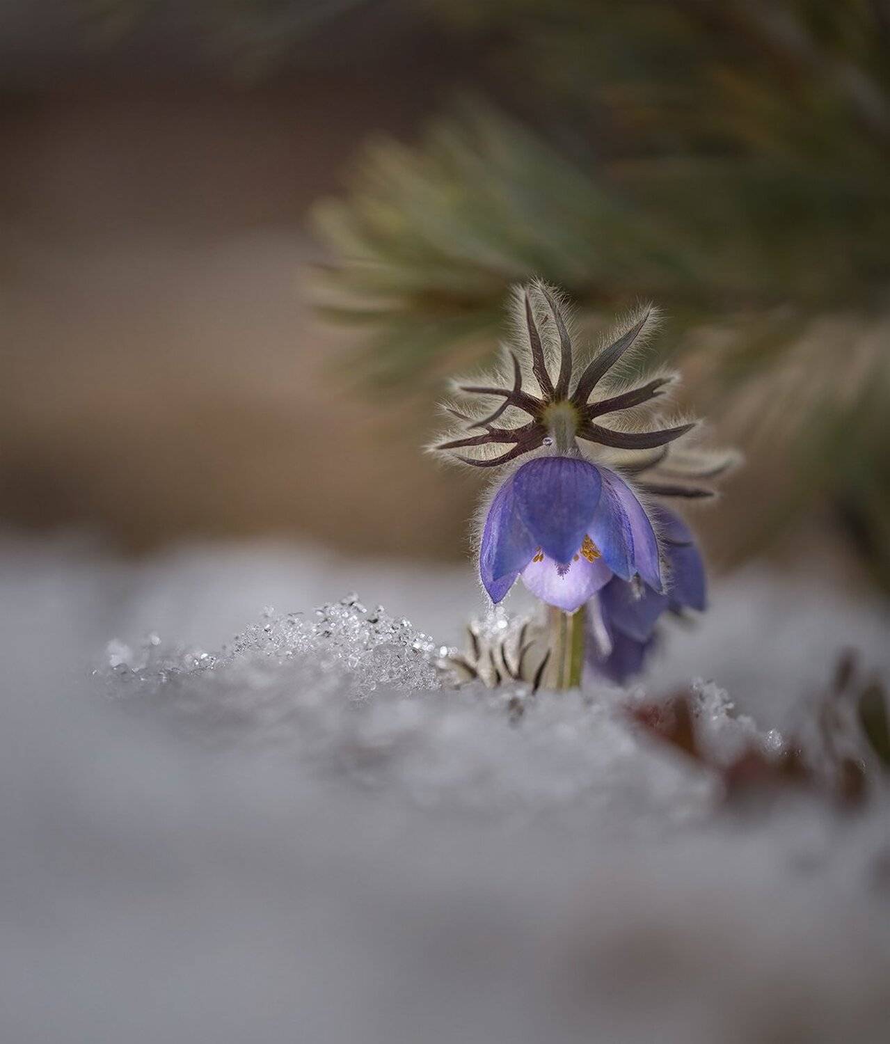 сон-трава, прострел, якутия, нерюнгри, май, Евгения Левина