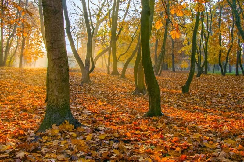 Осень в парке фото превью