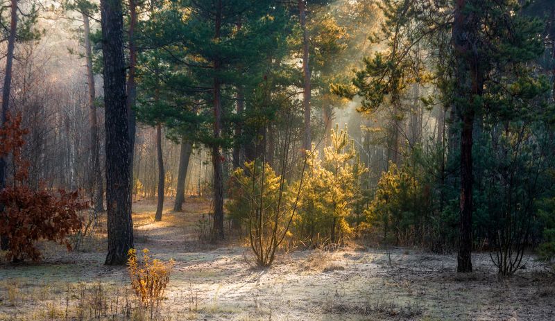 первые заморозки фото превью