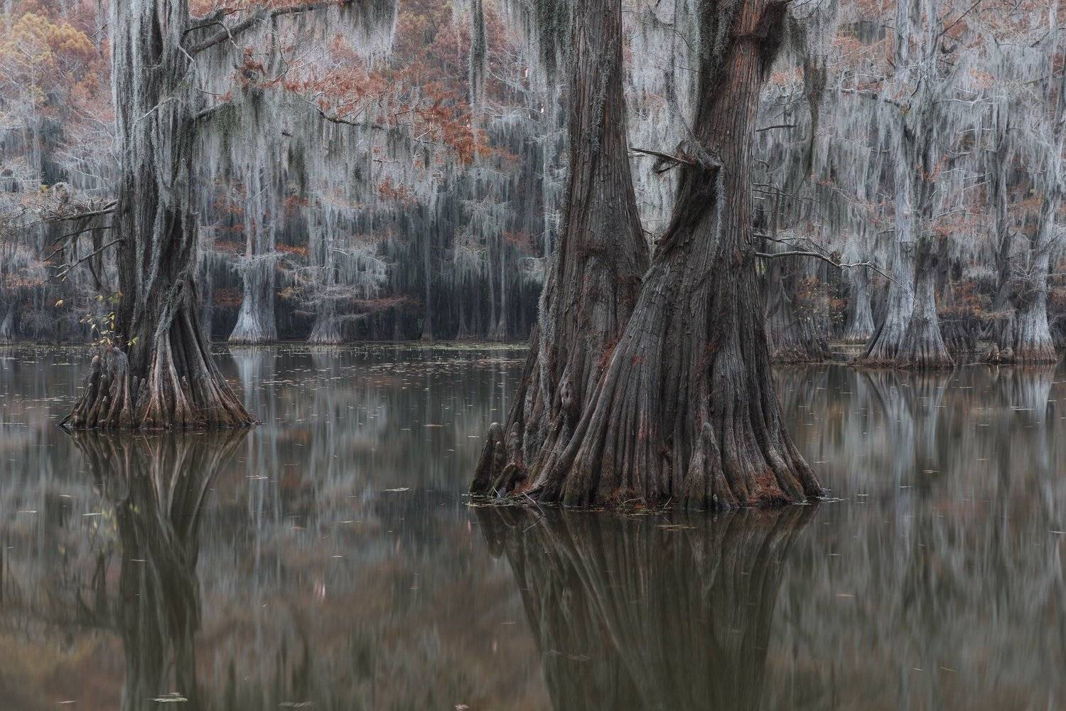 болото, кипарис, осень, Марина Маликова