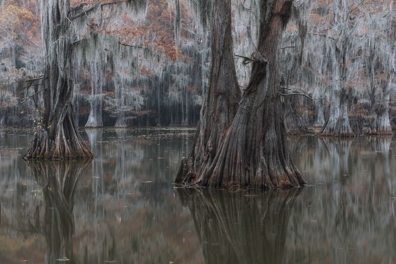 болото, кипарис, осень Мистическое... фото превью
