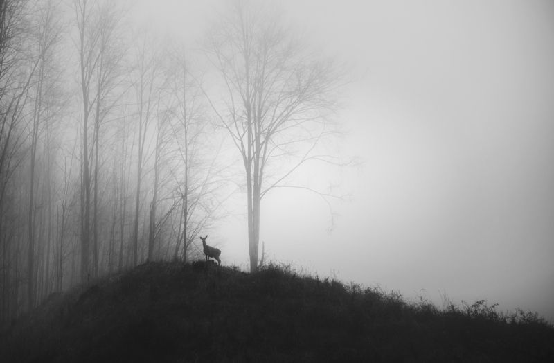 wildlife, landscape, black&white, nature, природа, пейзаж, animals, deer Wildlife фото превью