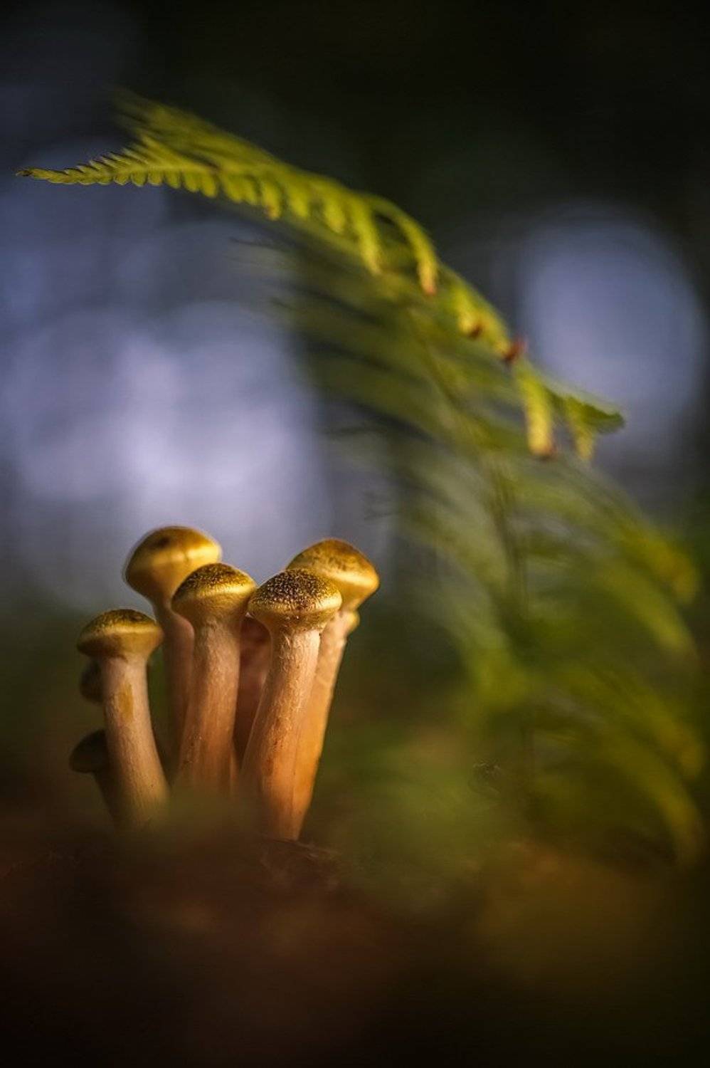 , Вячеслав Мищенко