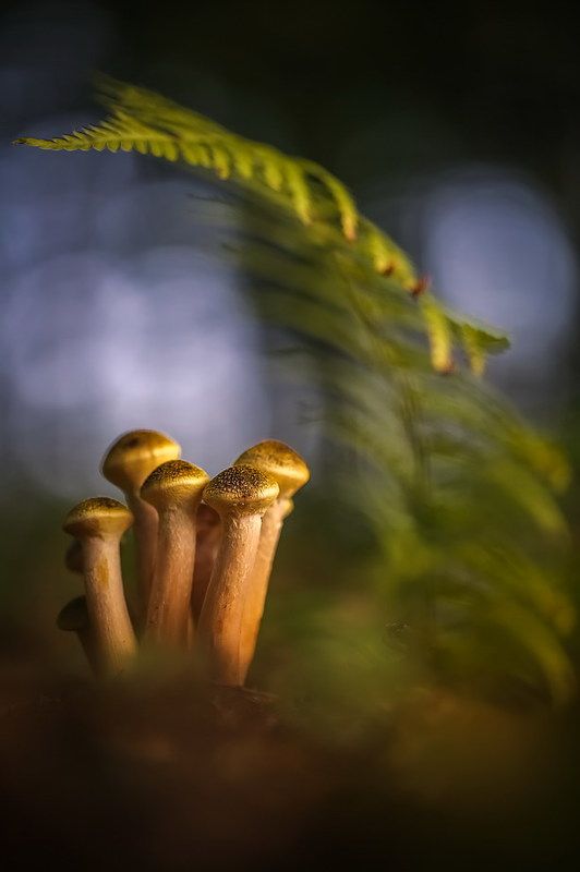 ГвОздики фото превью