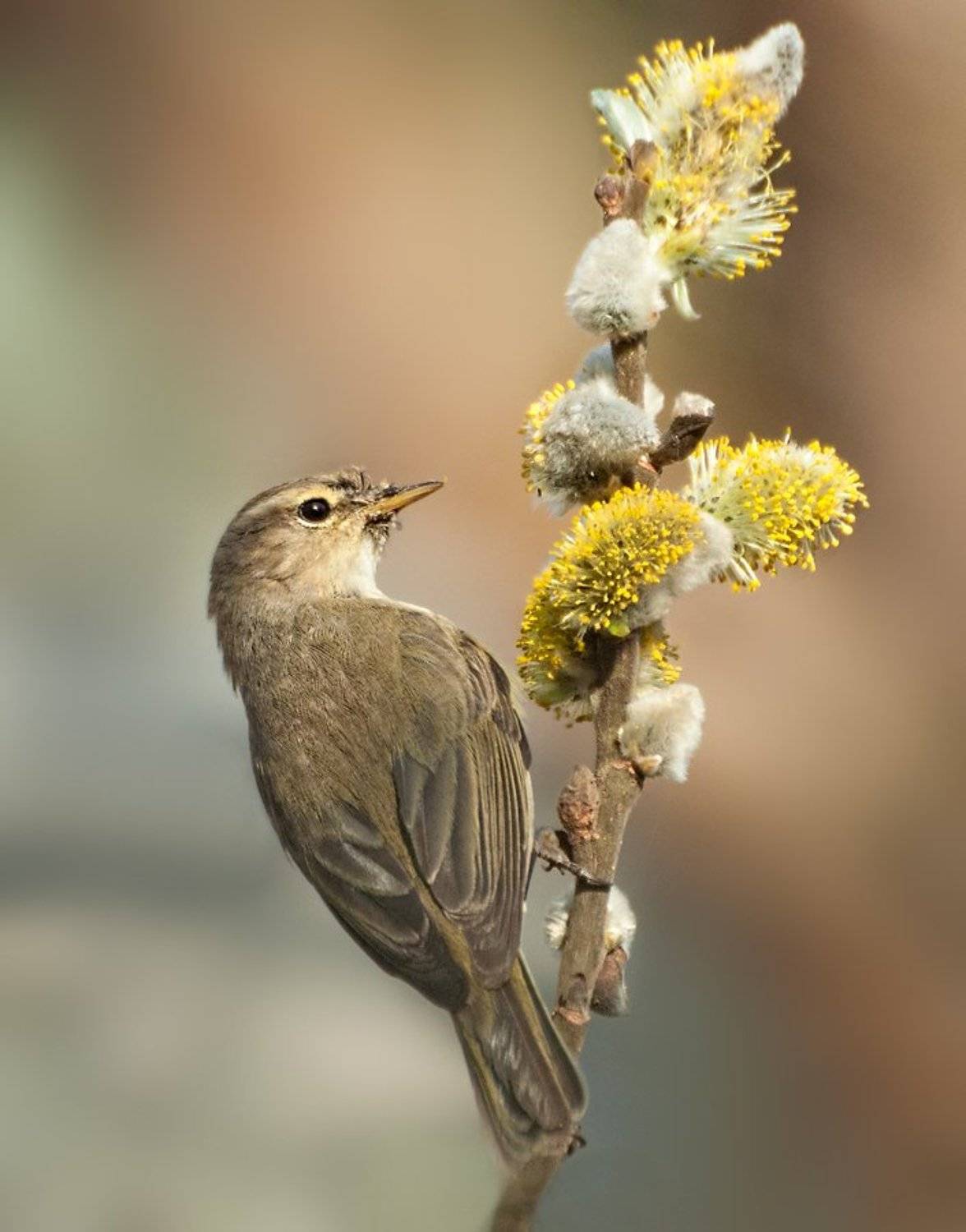 , Олег Тыркин
