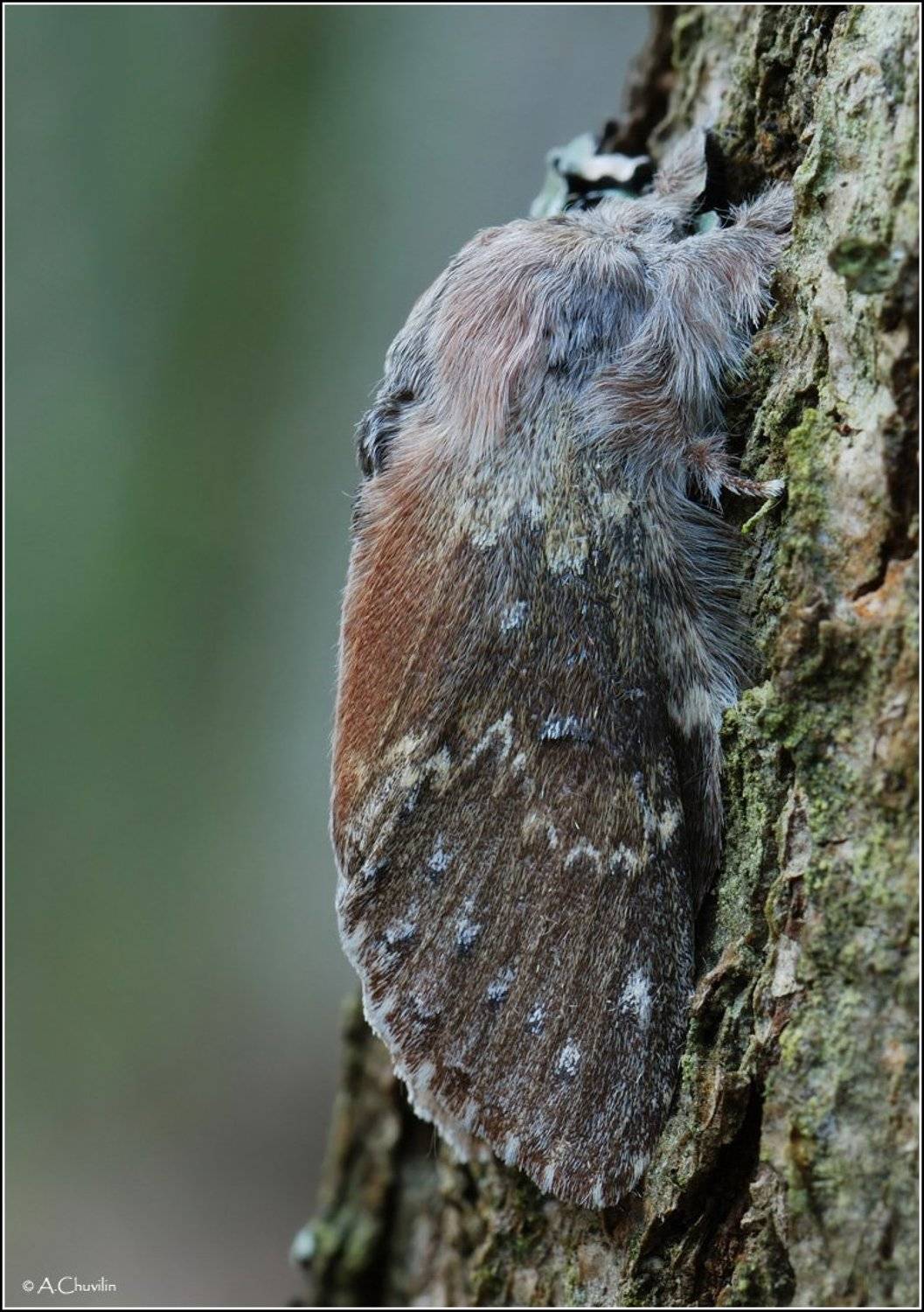 буковый,вилохвост,fagi, Александр Чувилин