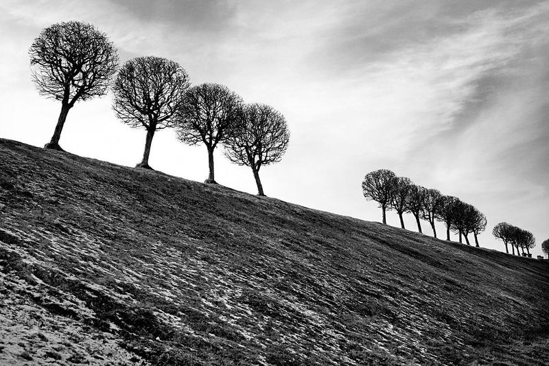 петергоф, зима, ч/б, 5d, деревья Петергофский парк фото превью