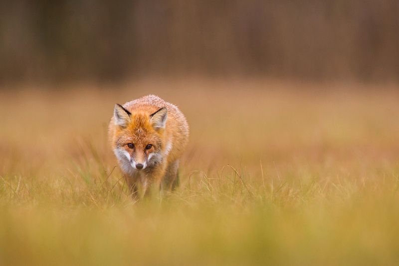 Fox фото превью