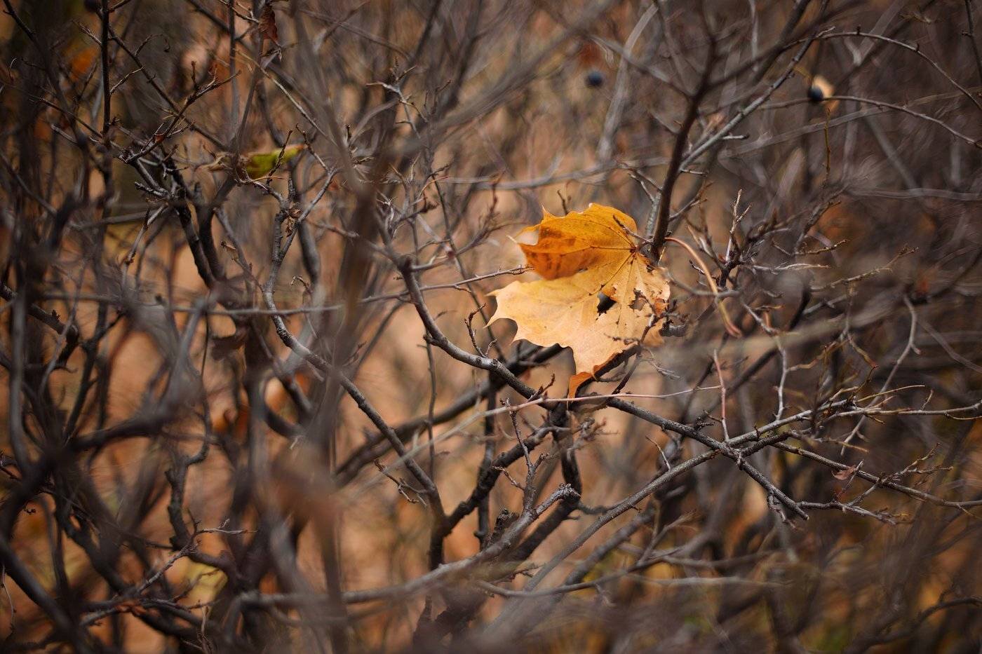 , Юлия Полуэктова