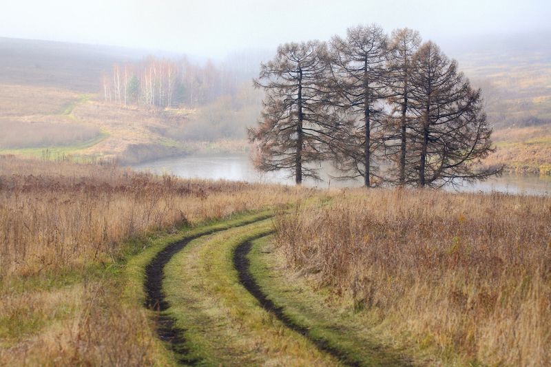 осень, ноябрь, поле, посадки, туман, 5d, 100-300mm Ноябрьское утро фото превью