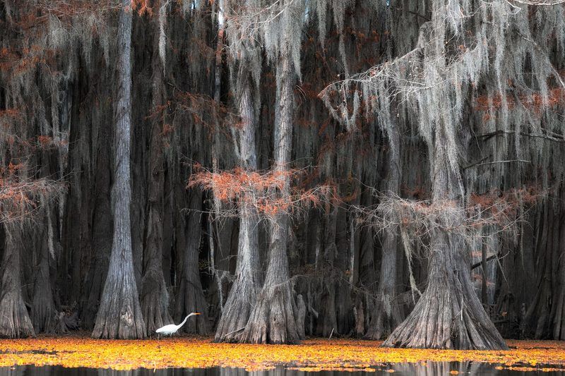 us, texas, #мояамерика, swamps, cypresses, egret, цапля гуси-лебеди мои.. фото превью